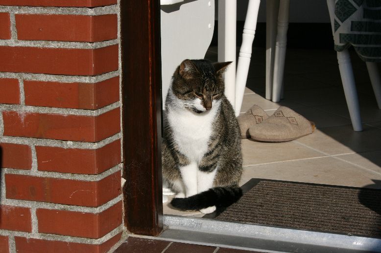 katzen.jpg