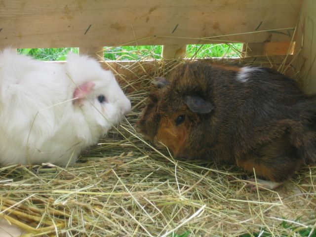 Meerschweinchen.jpg