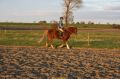 Reiten_Urthes