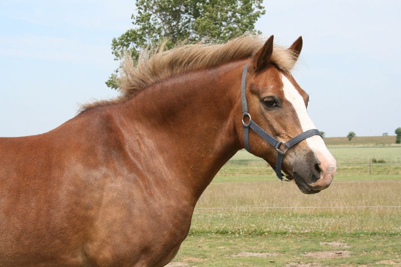 ponies.jpg
