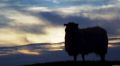 schaf_silhouette.jpg